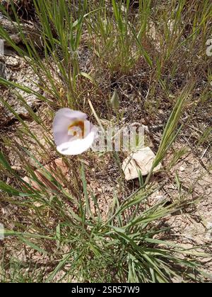 flowering plants (Angiospermae), Plantae, Grand Canyon Village, AZ