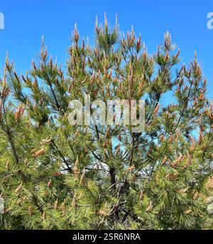 knobcone pine (Pinus attenuata), Plantae, Fort Ord National Monument, Salinas, CA, US, A healthy-looking, flowering Pine tree with long cylindrical pine cones growing off the trunk. Needles are in three-leaf bundles (fascicles). Confirmed observation of same individual Knobcone Pine tree by F. Watson: https://www.inaturalist.org/observations/137203640 Knobcone Pine (Pinus attenuata) 3 needles per fascicle, "Seed Cone: recurved to reflexed, 6-18 cm, asymmetric, yellow-brown, often closed unless burned, on stem many years; stalk 2 cm, angled, prickled. " Jepson eFlora https://ucjeps.berkeley.edu Stock Photo