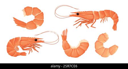 Cartoon shrimps. Raw or boiled seafood, tiger shrimps meat, king prawns without shell flat vector illustration set. Ocean shrimps collection Stock Vector