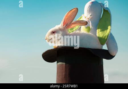 White Easter bunny. Magician rabbit with plush toy. Stock Photo