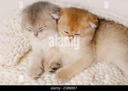 Two Kittens Lying on White Knitted Blanket  Stock Photo