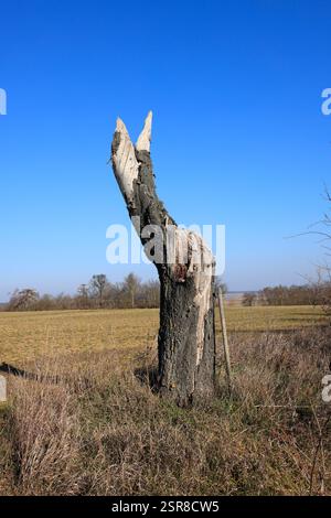 A broken dry tree in the flatlands of Lower Austria in wintertime Stock Photo