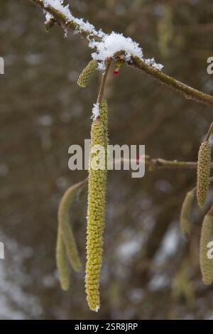 Male yellow-green catkins and female red flowers of a hazel tree, blooming in winter, snow is still on the branches Stock Photo
