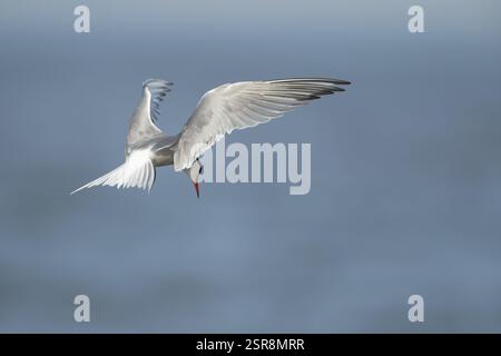 Common tern (Sterna hirundo) adult bird hovering in flight over the sea in the summer, England, United Kingdom, Europe Stock Photo