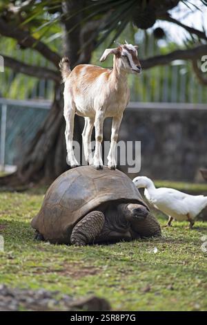 A domestic goat (Capra aegagrus hircus, formerly Capra hircus) stands on a Aldabra Giant Tortoise (Aldabrachelys, syn.: Dipsochelys) in the garden of Stock Photo