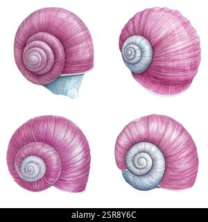 A handdrawn watercolor illustration of Hand-drawn watercolor snail shell set that was image traced and vectorized. The illustration is perfect for any Stock Vector
