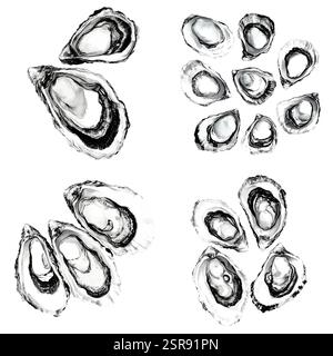 A handdrawn watercolor illustration of Oyster Shells Hand-Drawn Illustration Concept that was image traced and vectorized. The illustration is perfect Stock Vector