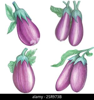 A handdrawn watercolor illustration of Hand-drawn watercolor eggplant set that was image traced and vectorized. The illustration is perfect for any de Stock Vector
