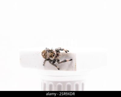 Macro shot of a Regal Jumping Spider (Phidippus regius) perched on the edge of a white column, showcasing its fine details and curious stance. Stock Photo