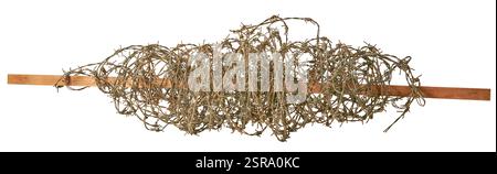 tangled coil of barbed wire isolated white background, old used and removed rusty chaotic mass of wires sticking out various direction Stock Photo