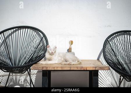 White cat lying funny on a wooden table between two chairs Stock Photo