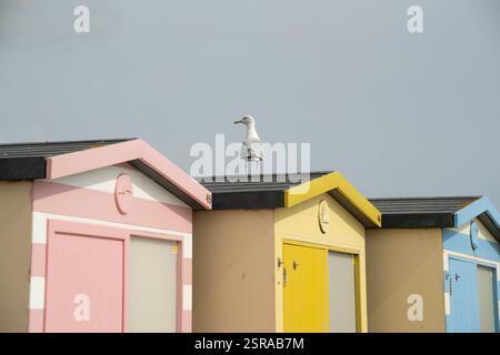 Seagull perched on beach hut #45,  Seaford, UK.  Brightly colored beach huts. Stock Photo