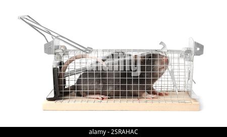 Rat in mouse trap cage on white background Stock Photo
