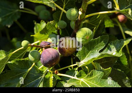 ripe figs on the tree Stock Photo
