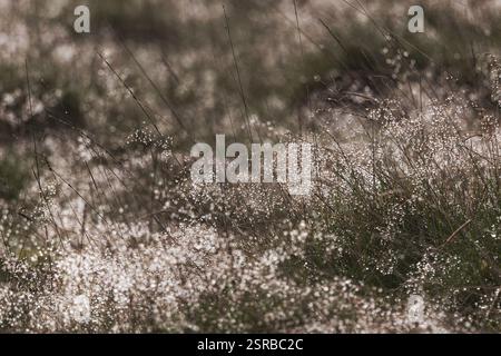 Dew on the grass in the early morning in autumn 2024 Stock Photo