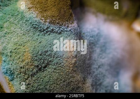 Macro photography of a colorful mold colony that looks like a landscape ...