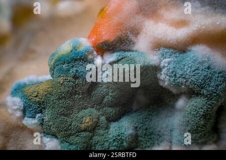 Macro photography of a colorful mold colony that looks like a landscape ...