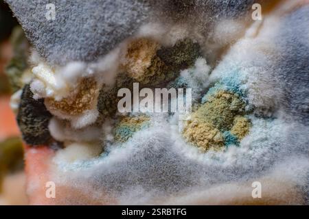 Macro photography of a colorful mold colony that looks like a landscape ...