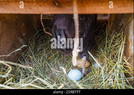 Fresh and colorful eggs from hens of different breeds such as Araucana and Ameraucana in a hay nest and a wooden egg to encourage them to lay eggs. Stock Photo