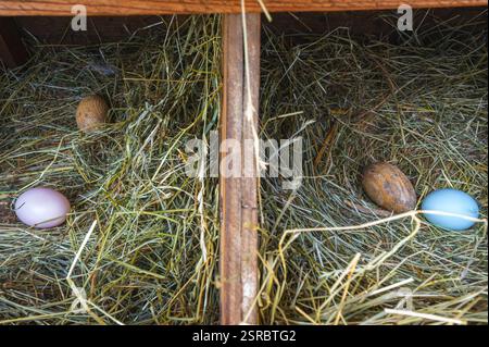 Fresh and colorful eggs from hens of different breeds such as Araucana and Ameraucana in a hay nest and a wooden egg to encourage them to lay eggs. Stock Photo