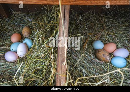 Fresh and colorful eggs from hens of different breeds such as Araucana and Ameraucana in a hay nest and a wooden egg to encourage them to lay eggs. Stock Photo