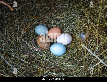 Fresh and colorful eggs from hens of different breeds such as Araucana and Ameraucana in a hay nest and a wooden egg to encourage them to lay eggs. Stock Photo