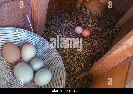 Eggs collected in a basket in the foreground, and in the background the nest with two fresh chicken eggs. Stock Photo
