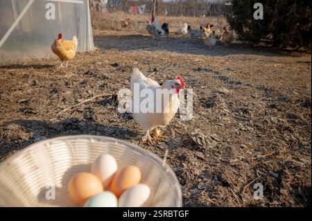 A basket of freshly gathered eggs in the foreground, and free-range chickens in the background. In a landscape devoid of vegetation characteristic of Stock Photo