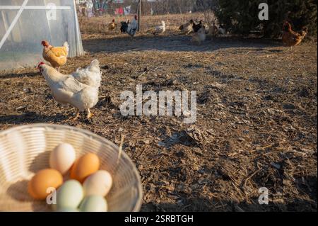 A basket of freshly gathered eggs in the foreground, and free-range chickens in the background. In a landscape devoid of vegetation characteristic of Stock Photo