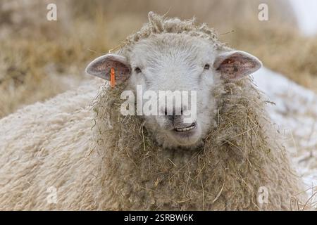 Dirty domestic sheep is smiling on close-up portrait on the pasture. Livestock on small farm in Czech republic countryside. Funny animal photo. Stock Photo