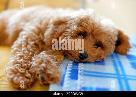 Cute toy poodle puppy with curly brown hair laying down on a blue rug Stock Photo