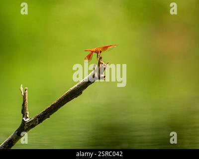A vibrant red dragonfly resting on a dry branch with a soft, green blurred background, captured in macro photography. Stock Photo
