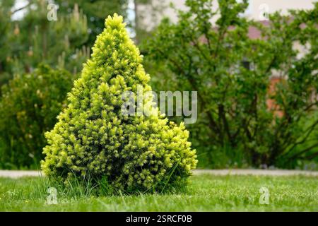 Small decorative fir-tree grows in the garden. Decorative spruce for landscape design. Evergreen tree. Stock Photo