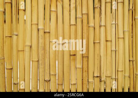 Dry yellow bamboo texture. Dried bamboo wall or fence as background. Asian natural pattern. Stock Photo