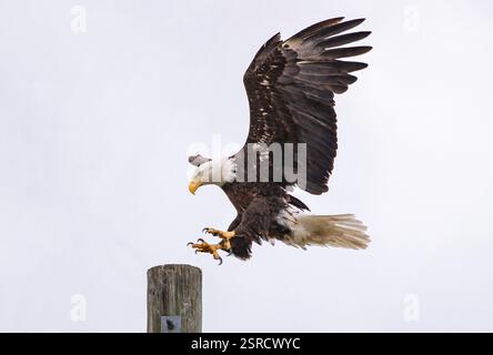 A Bald Eagle coming in for a landing on a wooden pole at Cherry Creek State Park in Colorado. Viewed at close range. Stock Photo