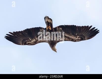 A Juvenile Bald Eagle observed from the underside soaring overhead with open wings and looking towards the ground. Stock Photo