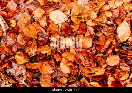 Autumn beech leaves on the wet ground. La Pedrosa Beech forest - Hayedo de la Pedrosa. Located on the northern slope of the Ayllón massif, it is one o Stock Photo