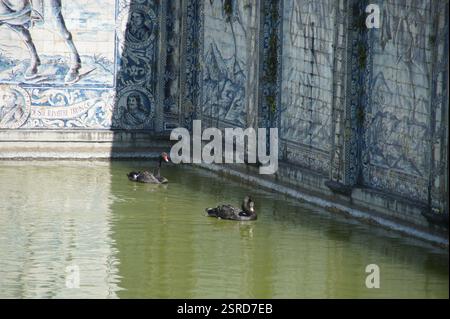 Black swans swim in a rectangular pond lined with blue and white patterned tiles. The water reflects sunlight and the swans' feathers. This peaceful s Stock Photo