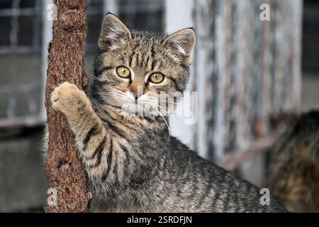 Adorable young tabby cat clinging to a small tree trunk Stock Photo
