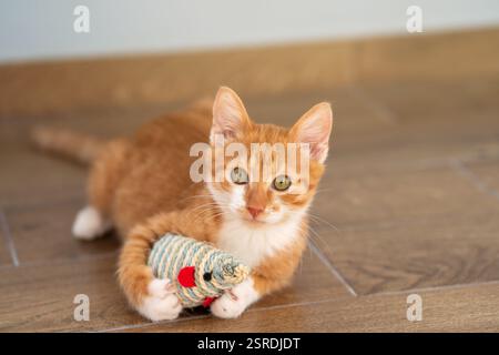 Ginger tabby kitten cat is playing with the toy mouse. Animal portrait. Pet. Pose lying down. Beautiful funny kitten Stock Photo