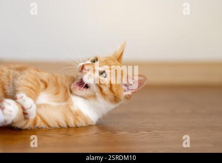 Ginger tabby kitten looks up lying on the floor. Animal portrait. Pet posing. Beautiful funny kitten Stock Photo