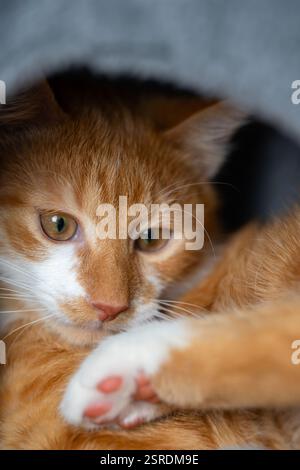 Ginger domestic cat sleeps in the cat house. Kitten tower, tree with scratching posts. Close-up portrait Stock Photo