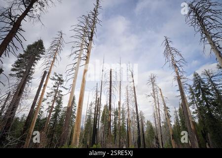 Dead trees stand tall after a wildfire.  Tuolumne Grove, a giant sequoia grove in Yosemite National Park, California Stock Photo
