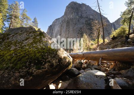 Fallen log, Yosemite Valley, CA.  Sunlight filters through the trees and moss-covered rocks. Stock Photo