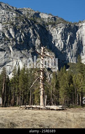 Dead tree, Yosemite Valley, CA.  Dry meadow foreground, granite cliffs background. Stock Photo