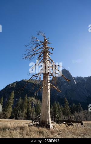 Dead tree in Yosemite Valley, CA, near El Capitan.  Nature's decay against a backdrop of granite peaks. Stock Photo