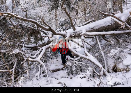 Woman Climbs Under Snow Covered Tree Fallen Over Trail in the Smokies Stock Photo