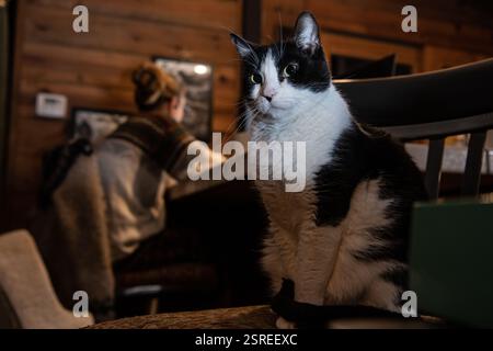 A black and white tuxedo cat sits near its owner while the owner is busy working from home in the late evening and not looking at the cat. Stock Photo