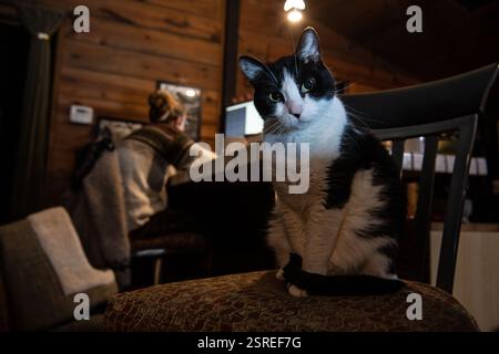 A black and white tuxedo cat sits near its owner while the owner is busy working from home in the late evening and not looking at the cat. Stock Photo