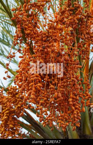 Close-up of fresh dates growing in dense bunches on a date palm. Stock Photo